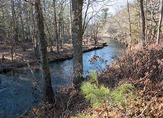 Fern ridge bog