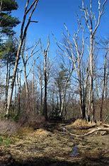 swiftwater forest preserve