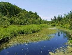 Tannersville Cranberry Bog