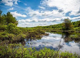 Thomas darling preserve