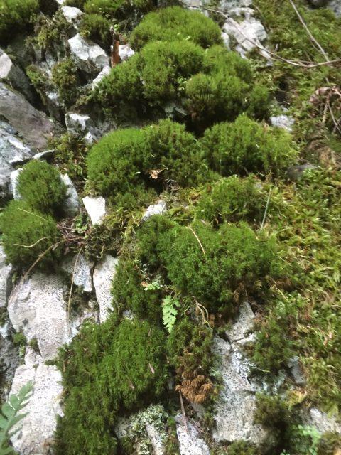 Moss ID Hike